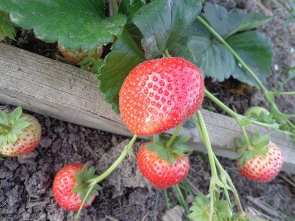 สตรอเบอร์รี่สีแดง