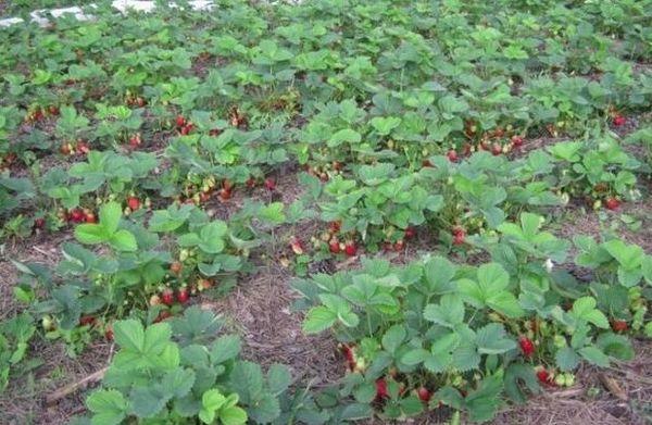การปลูกสตรอเบอร์รี่