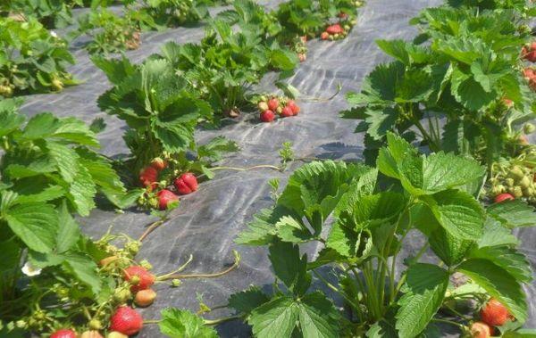 การคลุมดินและการคลายดิน