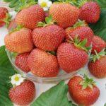 สตรอเบอร์รี่สุก