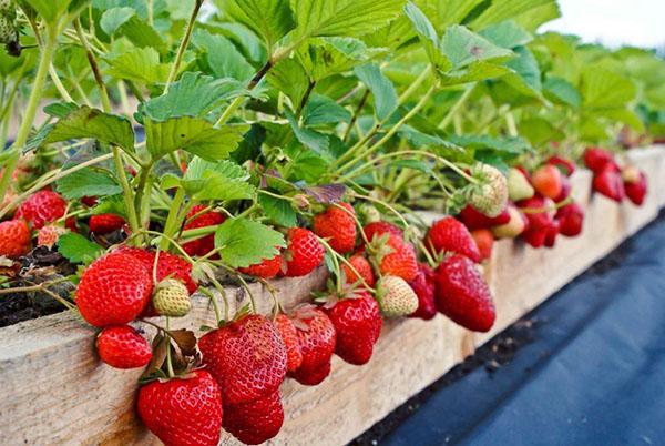 เตียงสตรอเบอร์รี่