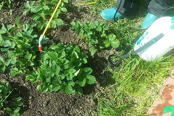 การแปรรูปสตรอเบอร์รี่