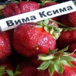 วิมา ซิมา