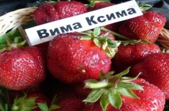 วิมา ซิมา