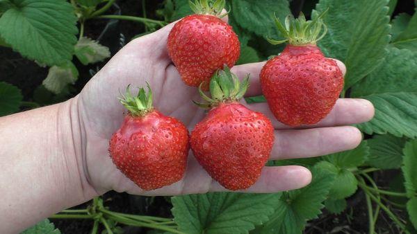 ผลเบอร์รี่สุก