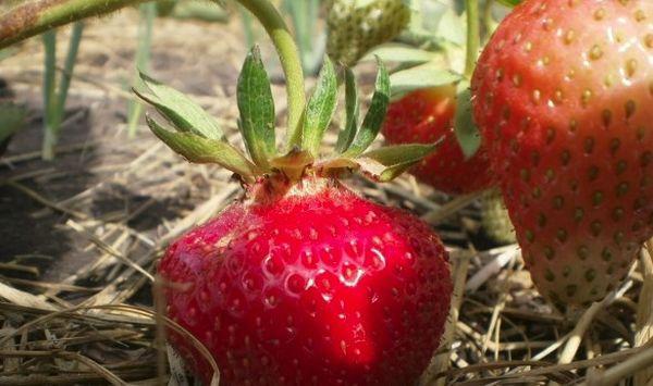 การคลุมดินสตรอเบอร์รี่