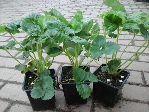 กระถางใส่สตรอเบอร์รี่