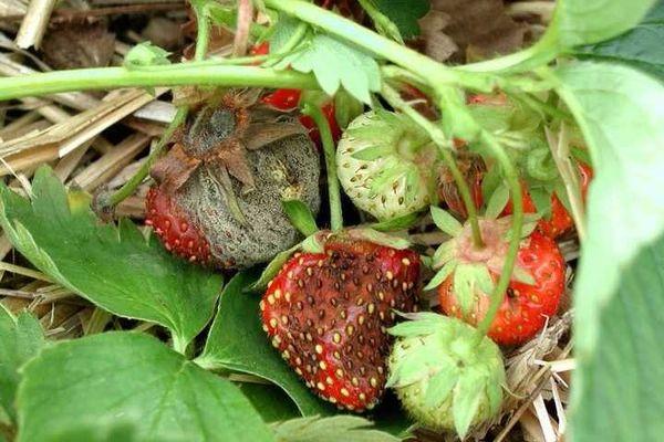 ต่อสู้กับโรคภัยไข้เจ็บ