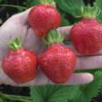 วิมา ซานต้า