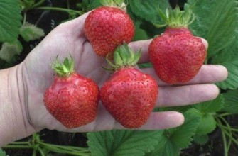 วิมา ซานต้า