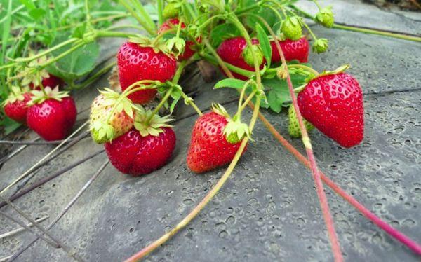 หนวดเคราสตรอเบอร์รี่