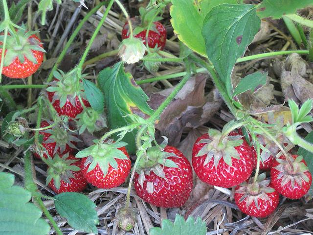 buisson de fraises