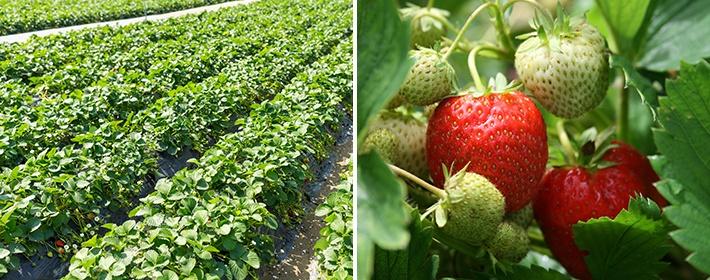 เตียงสตรอเบอร์รี่