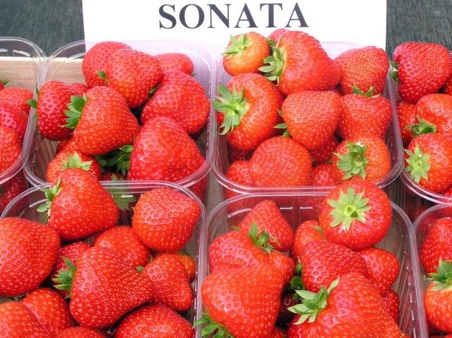 สตรอเบอร์รี่สุก