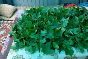 ควรเก็บเมื่อใดและวิธีทำให้ใบลูกเกดแห้ง