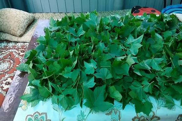 การเก็บใบไม้