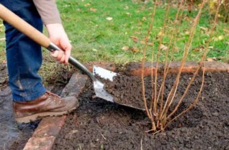 การปลูกลูกเกด