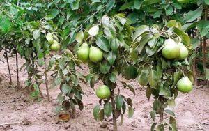 คำอธิบายพันธุ์ลูกแพร์คอลัมน์ 10 พันธุ์ที่ดีที่สุด การปลูกและการดูแล