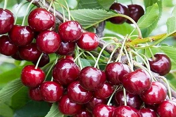 variété de cerise