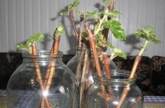 ต้นกล้าลูกเกด