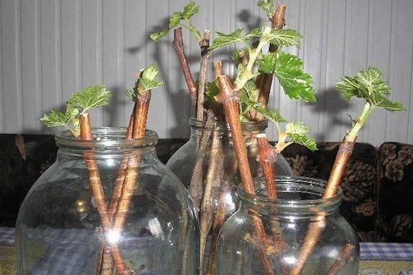 plants de groseilliers