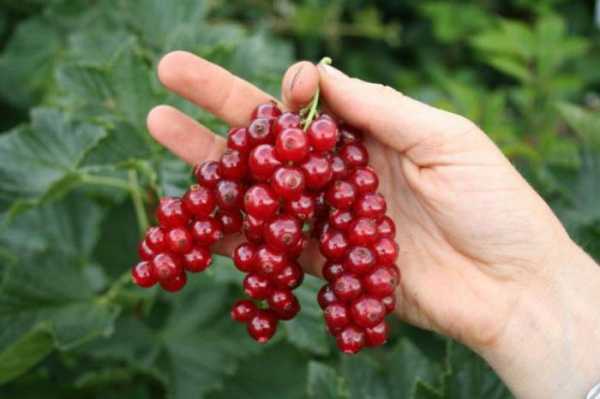 ผลเบอร์รี่สุก