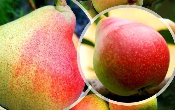 poire à flancs rouges