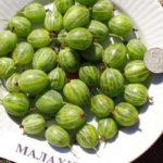 ผลเบอร์รี่ขนาดใหญ่