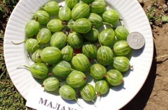 ผลเบอร์รี่ขนาดใหญ่