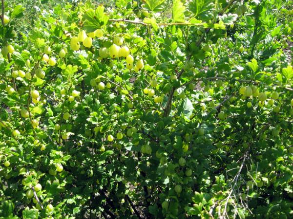 พุ่มไม้ใหญ่