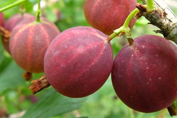 มะยมแดง