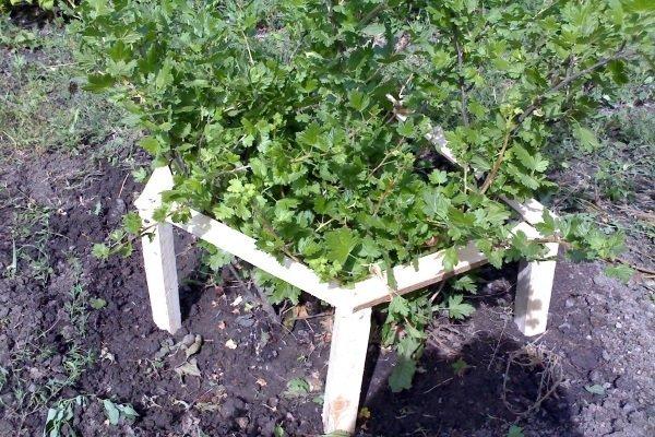 สนับสนุน