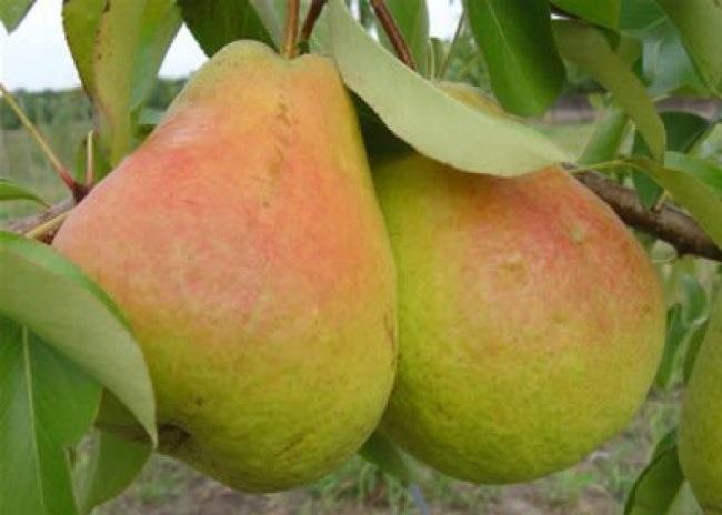 ลูกแพร์ฟอเรสต์บิวตี้