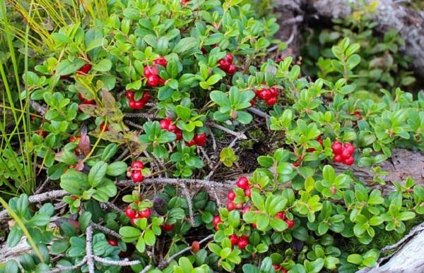 ลูกลิงกอนเบอร์รี่ในสวน