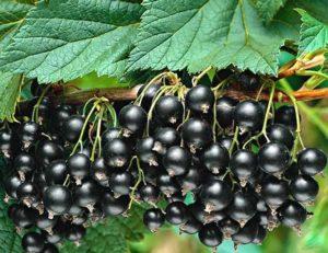 วิธีฟื้นฟูลูกเกดดำและปรับปรุงการเก็บเกี่ยว