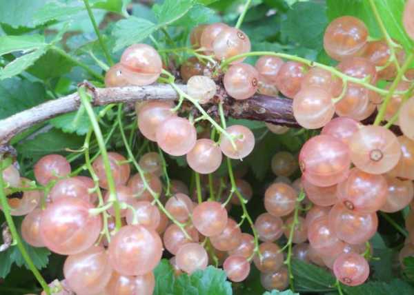 groseilles à congeler