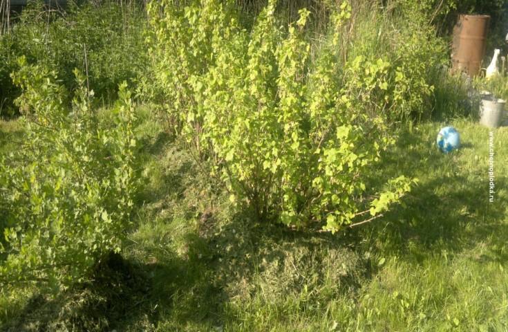 ลูกเกดที่เดชา