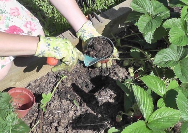 การย้ายปลูกสตรอเบอร์รี่