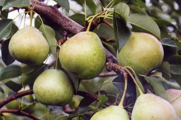 Le favori de Yakovlev