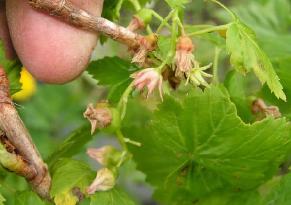 ต้นลูกเกด