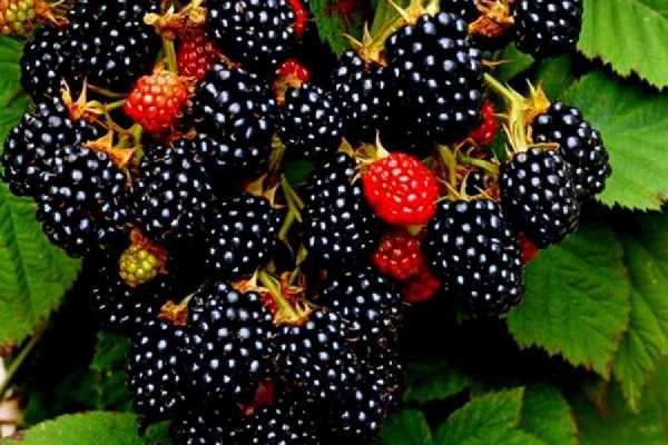 framboises noires dans le jardin