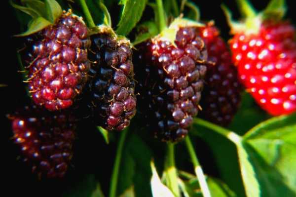 variété de framboise