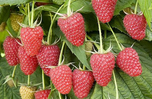 ความหลากหลายที่มีประสิทธิผล