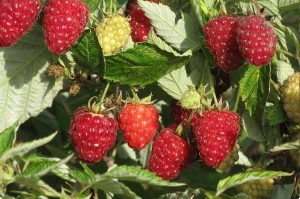 ราสเบอร์รี่ยักษ์