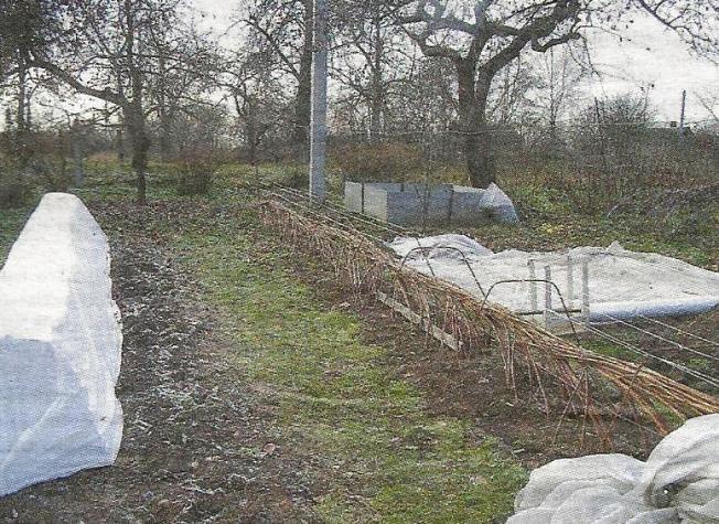 การคลุมพืชสำหรับฤดูหนาว