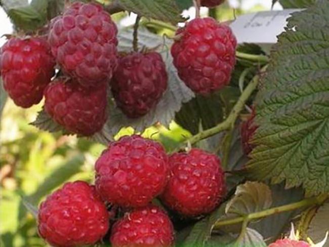 ราสเบอร์รี่มาโรเซย์ก้า