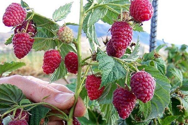 homme fort à la framboise