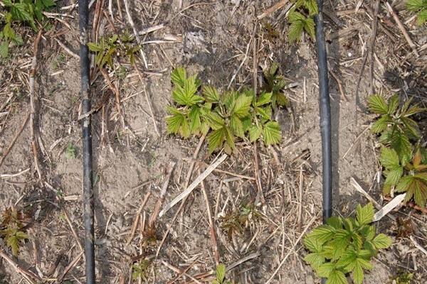 การคลุมดินและการรดน้ำ