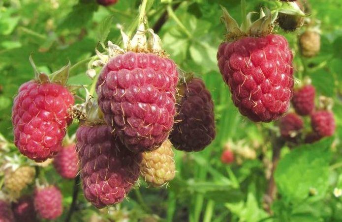 ราสเบอร์รี่ในสวน