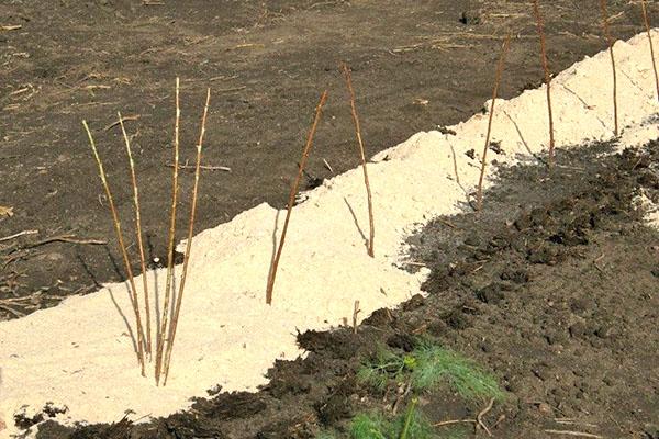 การปลูกราสเบอร์รี่